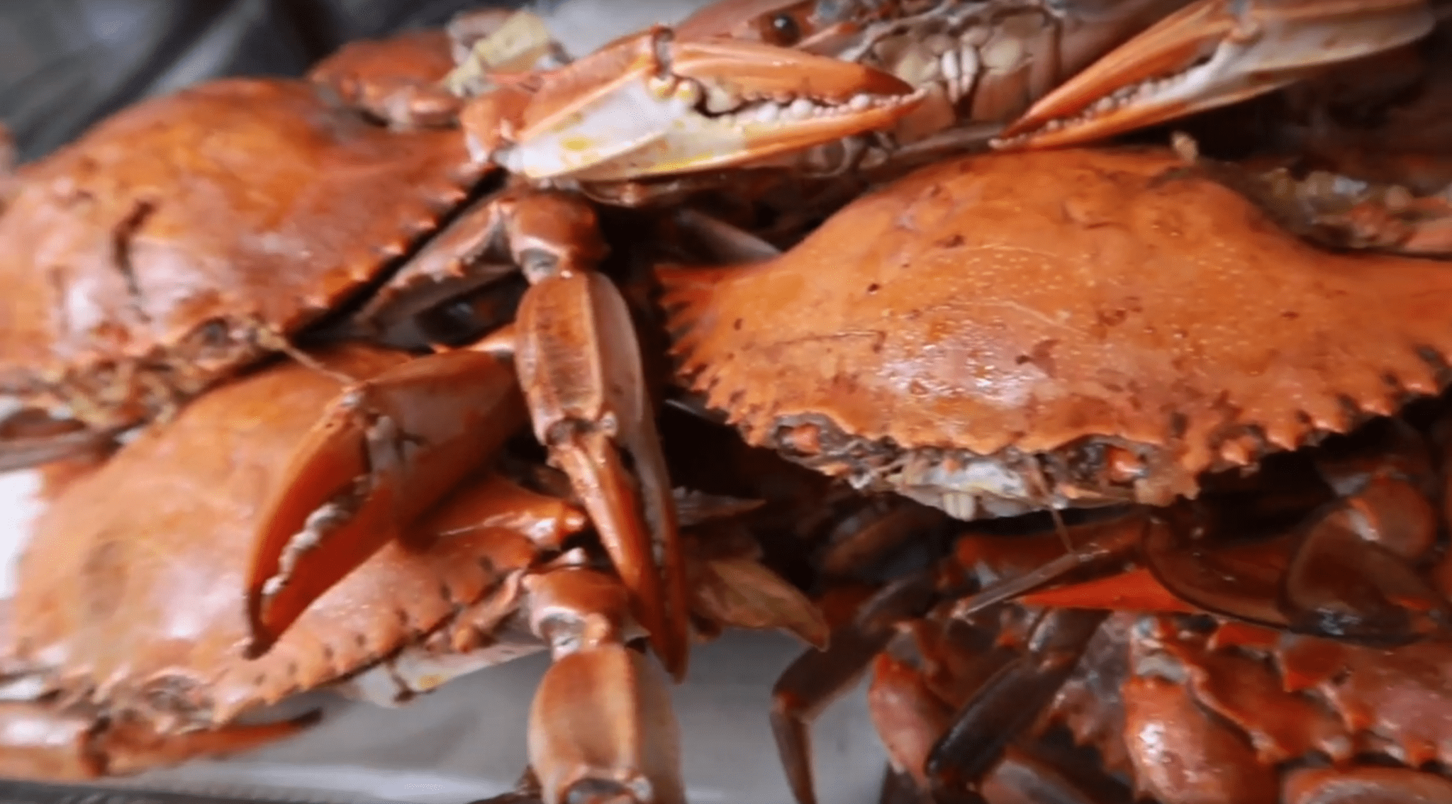 Read more about the article What are Maryland steamed blue crabs seasoned with?